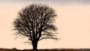 Arbre de vie sur une plaque funéraire : symbole et exemples
