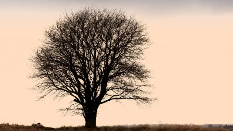 Arbre de vie sur une plaque funéraire : symbole et exemples