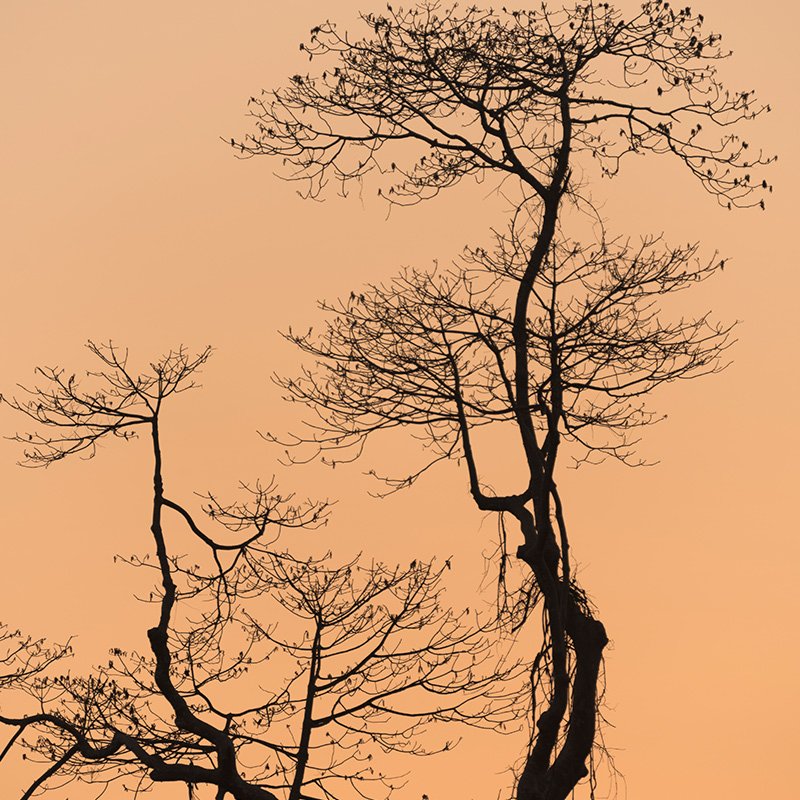 Arbre de vie sur plaque funéraire : variantes et significations