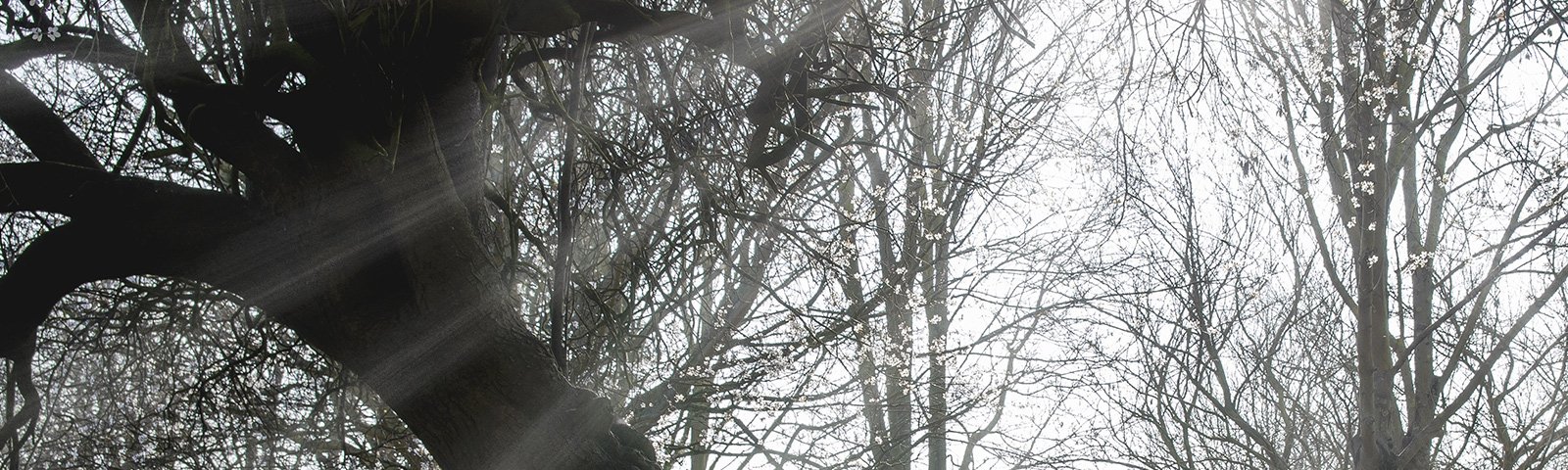 plaque arbres