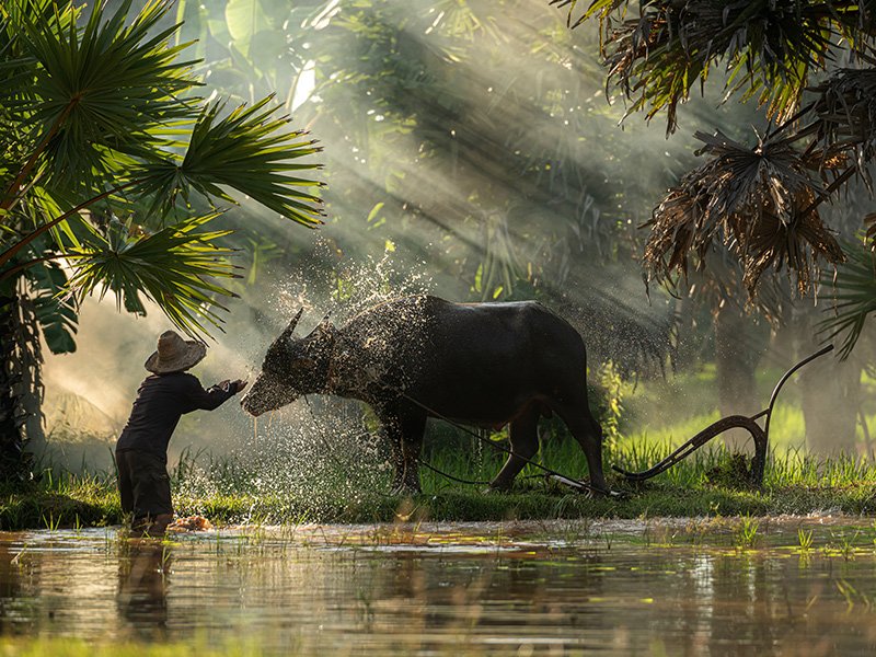 hommage animal