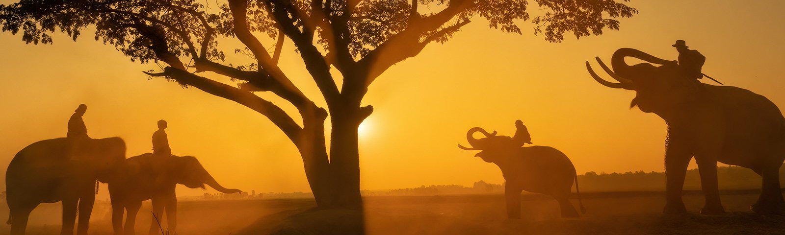 hommage animal