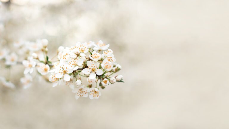 Fleurs de deuil — Signification et choix pour un hommage floral