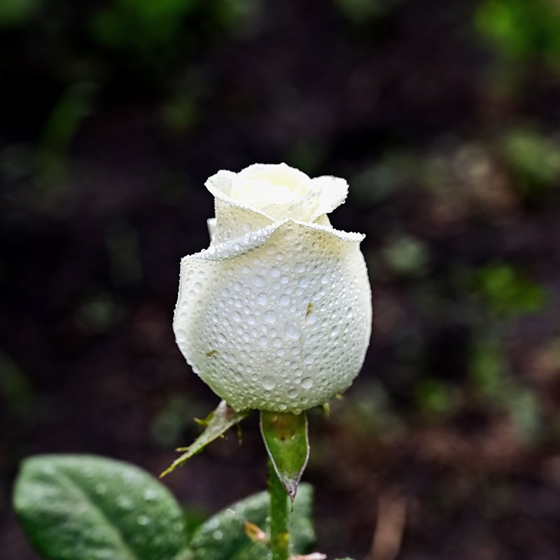 Rose sur plaque funéraire : significations selon la couleur