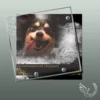 Plaque funéraire carré animal de compagnie collée sur pierre tombale, double-face professionnel inclus, 1er sous-décor du thème